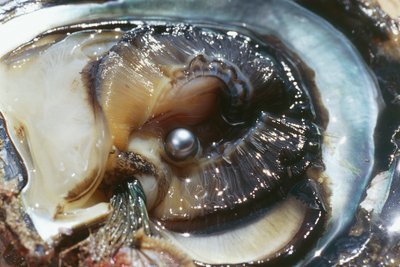 Oester met zwarte parel, Manihi, Tuamotu-archipel, Frans-Polynesië (overzees gebiedsdeel van de Franse Republiek) door Unbekannt Unbekannt