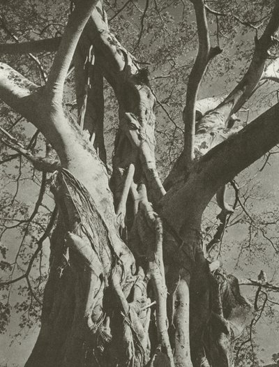 Banyanboom door Lionel Wendt