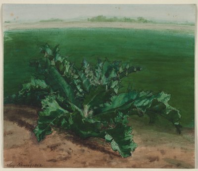 Studie van een plant, mogelijk distel door Léon Bonvin