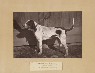 Pilote, Chien de Saintonge, Meute de Virelade, A.M. Joseph de Carayon Latour door Leon Cremiere