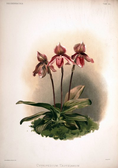 Cypripedium × tautzianum cultivar = (Paphiopedilum barbatum × Paphiopedilum niveum) door London H. Sotheran and Co.