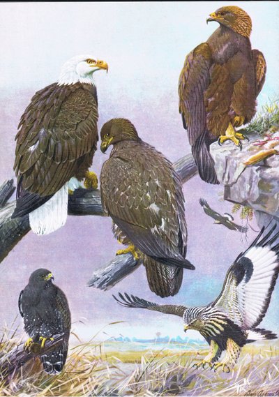 Bald Eagle, Amerikaanse Gouden Adelaar, Amerikaanse Ruigpootbuizerd door Louis Agassiz Fuertes