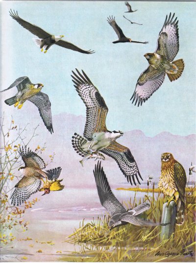 Bald Eagle, Schildpadgier, Oostelijke Roodstaartbuizerd, Eendenvalk, Amerikaanse Visarend, Moerasvalk door Louis Agassiz Fuertes