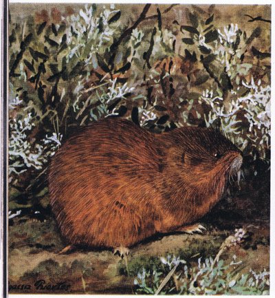 Bruine lemming, een gedrongen knaagdier dat in een honingraat van tunnels leeft door Louis Agassiz Fuertes