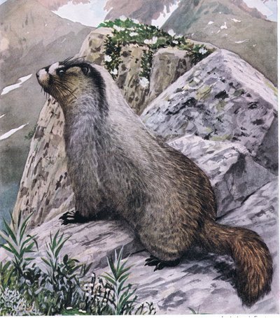 Hoary Marmot altijd waakzaam, signaleert gevaar met hoge fluittonen door Louis Agassiz Fuertes