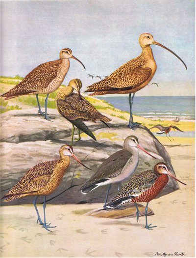 Hudsonische Wulp, Eskimo Wulp, Langsnavelige Wulp, Gemarmerde Grutto, Hudsonische Grutto door Louis Agassiz Fuertes