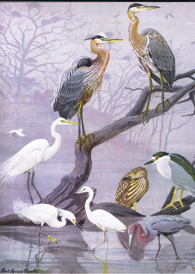 Illustratie uit The Natural History of American Birds of Eastern and Central North America, uitgegeven door Bramhall House c.1970 door Louis Agassiz Fuertes