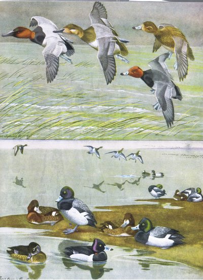 Illustratie uit The Natural History of American Birds of Eastern and Central North America, uitgegeven door Bramhall House c.1970 door Louis Agassiz Fuertes