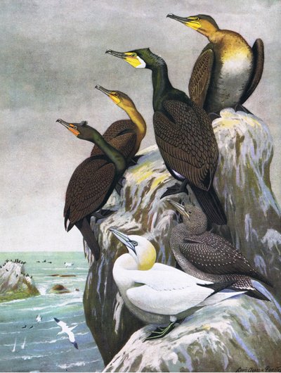 Illustratie uit The Natural History of American Birds of Eastern and Central North America, uitgegeven door Bramhall House c.1970 door Louis Agassiz Fuertes