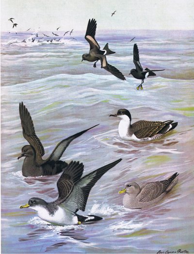 Illustratie uit The Natural History of American Birds of Eastern and Central North America, uitgegeven door Bramhall House c.1970 door Louis Agassiz Fuertes