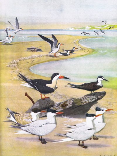 Illustratie uit The Natural History of American Birds of Eastern and Central North America, uitgegeven door Bramhall House c.1970 door Louis Agassiz Fuertes