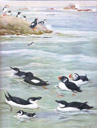 Illustratie uit The Natural History of American Birds of Eastern and Central North America, uitgegeven door Bramhall House c.1970 door Louis Agassiz Fuertes