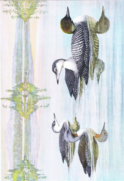 Illustratie uit The Natural History of American Birds of Eastern and Central North America, uitgegeven door Bramhall House c.1970 door Louis Agassiz Fuertes