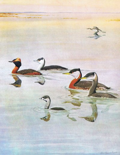 Illustratie uit The Natural History of American Birds of Eastern and Central North America, uitgegeven door Bramhall House c.1970 door Louis Agassiz Fuertes