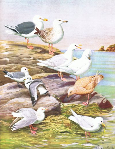 Illustratie uit De Natuurlijke Geschiedenis van Amerikaanse Vogels van Oost- en Centraal Noord-Amerika uitgegeven door Bramhall House ca. 1970 door Louis Agassiz Fuertes