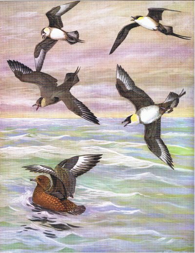 Illustratie uit De Natuurlijke Geschiedenis van Amerikaanse Vogels van Oost- en Centraal Noord-Amerika uitgegeven door Bramhall House ca. 1970 door Louis Agassiz Fuertes