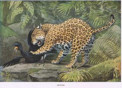 Jaguar door Louis Agassiz Fuertes