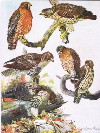 Noordelijke Roodschouderbuizerd, Oostelijke Roodstaartbuizerd, Breedvleugelbuizerd door Louis Agassiz Fuertes