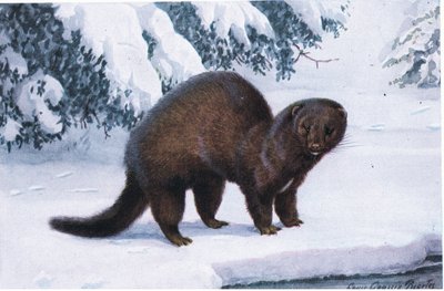 De Nerts door Louis Agassiz Fuertes