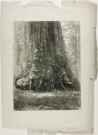 Verwrongen bomen door Louis Auguste Lepère