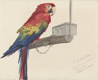 Papegaai door Louis Charles Bombled