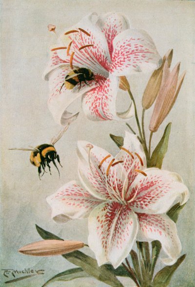 Bijen en Lelies, illustratie uit 