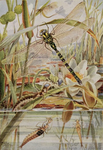 Libelle en eendagsvlieg, illustratie uit 