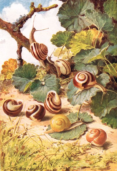 Landslakken, illustratie uit 