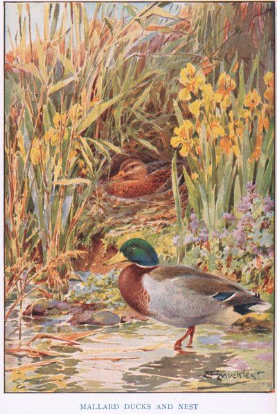 Wilde eenden en nest, illustratie uit 