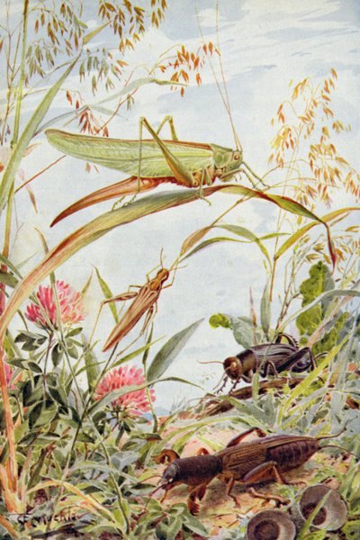 Muzikale insecten, illustratie uit 