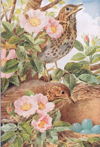 Zanglijsters met nest, illustratie uit 