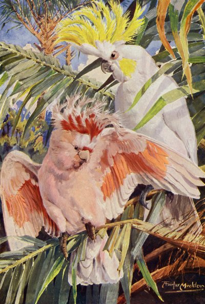 De Kaketoe door Louis Fairfax Muckley