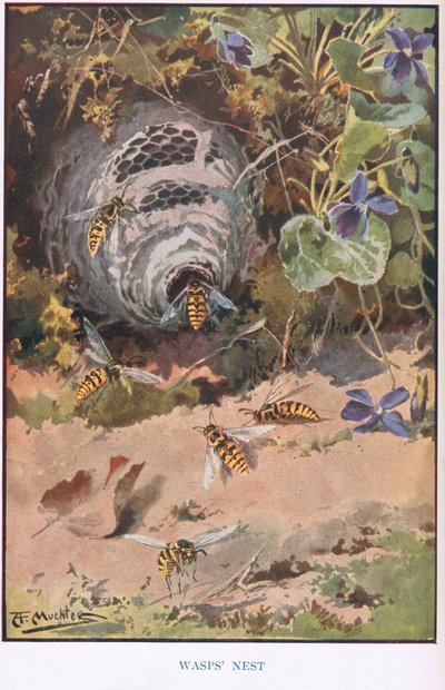 Wespennest, illustratie uit 