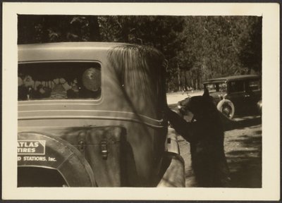 [Bear at Car]. door Louis Fleckenstein