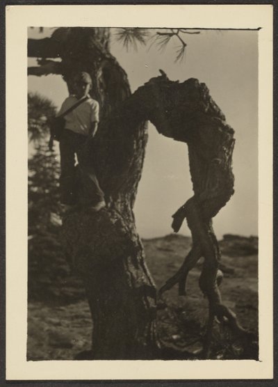 [Bobby op Knoop van Dennenboom]. door Louis Fleckenstein