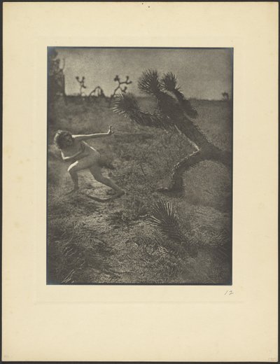 Boeman van de woestijn door Louis Fleckenstein