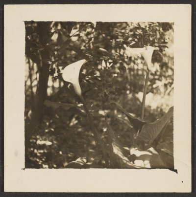 [Calla Lilies]. door Louis Fleckenstein