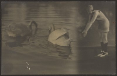 [Composiet van Zwanen en Duiker]. door Louis Fleckenstein