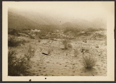 [Coyote Canyon] door Louis Fleckenstein