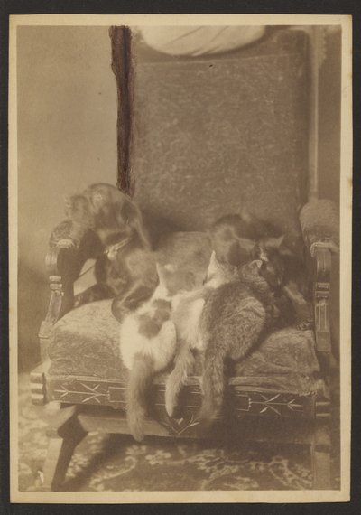 [Knuffelende Katten en Hond]. door Louis Fleckenstein