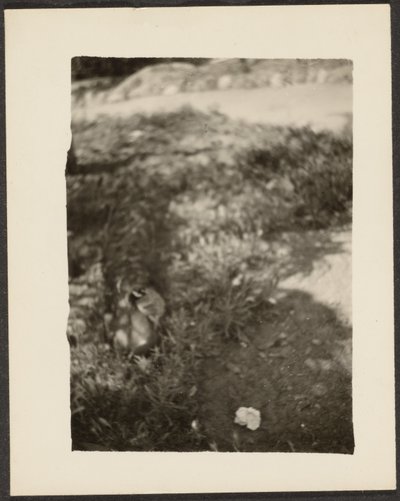 [Eend in Landschap] door Louis Fleckenstein
