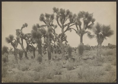 [Landschap met Joshua bomen]. door Louis Fleckenstein