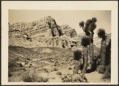 [Landschap met Joshua bomen]. door Louis Fleckenstein