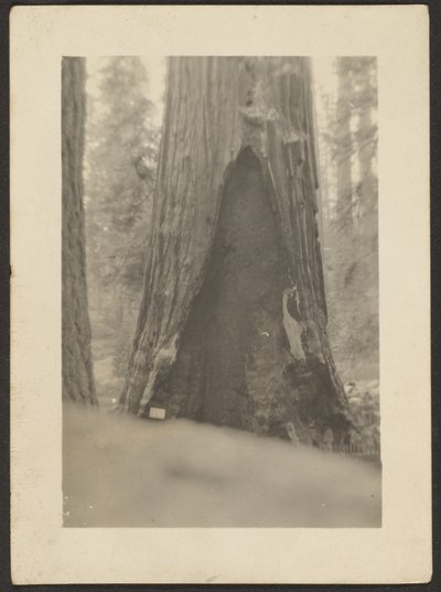 [Massive Tree] door Louis Fleckenstein