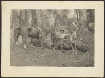 [Mannen en pakpaarden in bosontginning]. door Louis Fleckenstein