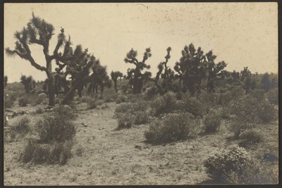 Mojave-woestijn door Louis Fleckenstein