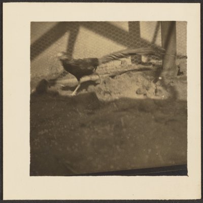 [Fazant in kooi]. door Louis Fleckenstein