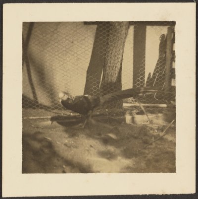 [Fazant in kooi]. door Louis Fleckenstein