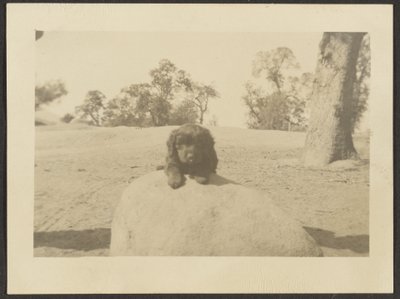 [Puppy on Rock]. door Louis Fleckenstein