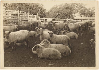 [Sheep in Pen] door Louis Fleckenstein